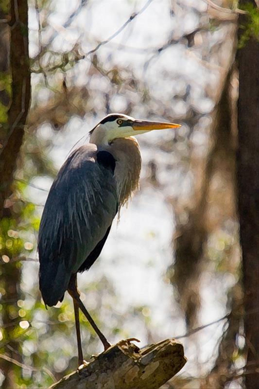 Painting 1Heron _MG_4092