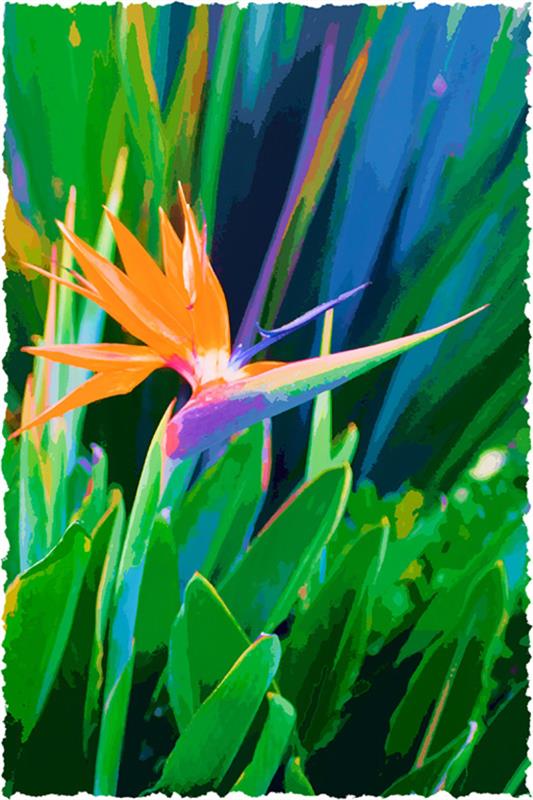 Bird of Paradise_1