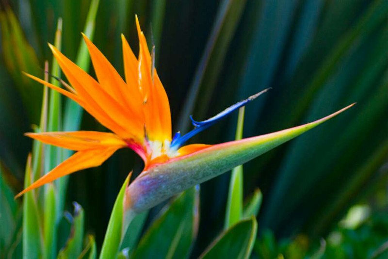 Bird of Paradise Horizontal