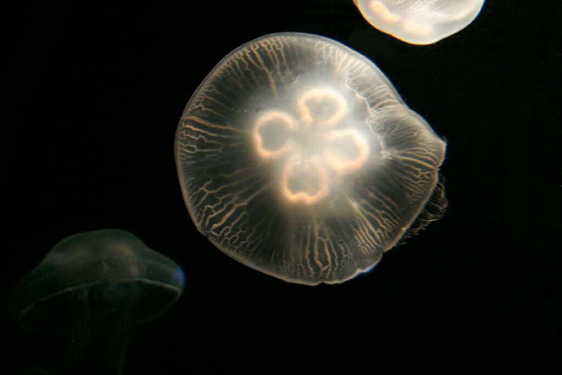 Jelly Fish